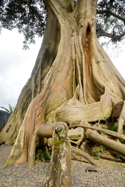 Wilder Großer Baum Tabanan Regentschaft Von Bali Bekannt Als Kayu — Stockfoto