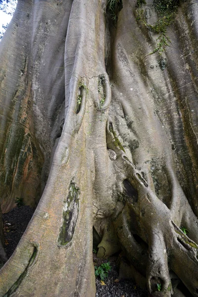 Дикое Большое Дерево Табананском Районе Бали Знают Каю Пути Рост — стоковое фото