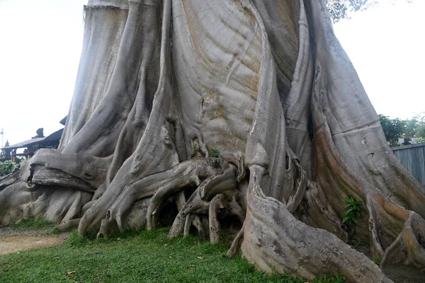 Wilder Großer Baum Tabanan Regentschaft Von Bali Bekannt Als Kayu — Stockfoto