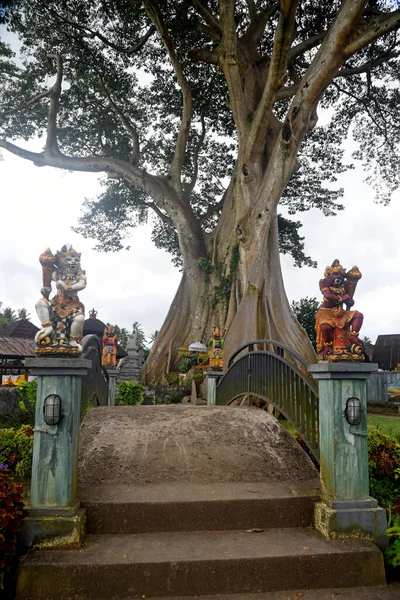 Дикое Большое Дерево Табананском Районе Бали Знают Каю Пути Рост — стоковое фото