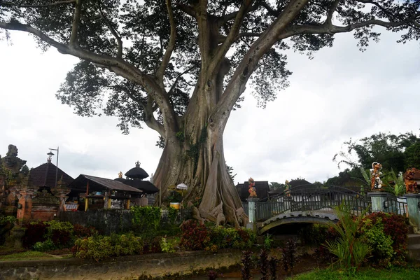 Árvore Grande Selvagem Regência Tabanan Bali Known Como Kayu Putih — Fotografia de Stock