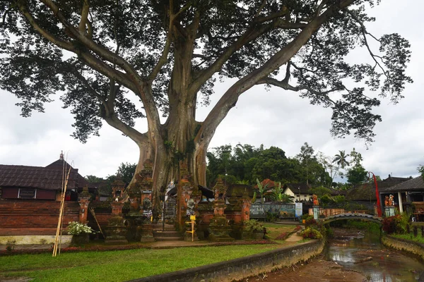 Balideki Tabanan Naipliğinde Büyük Bir Ağaç Köyün Ortasında Kayu Putih — Stok fotoğraf