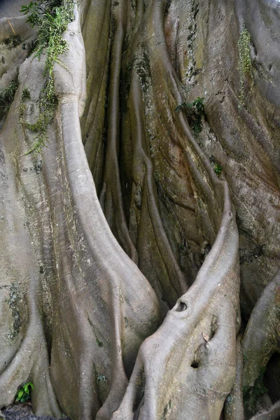 巴里Tabanan县的野树 Kayu Putih 生长在村子中央 — 图库照片