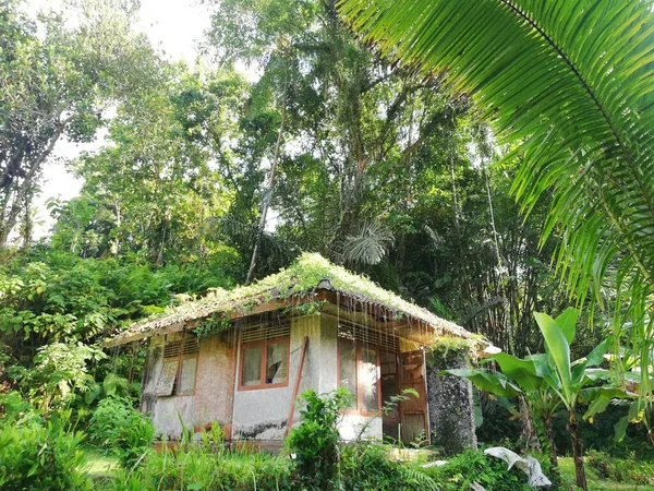 Ormanın Ortasında Terk Edilmiş Bir Bina — Stok fotoğraf