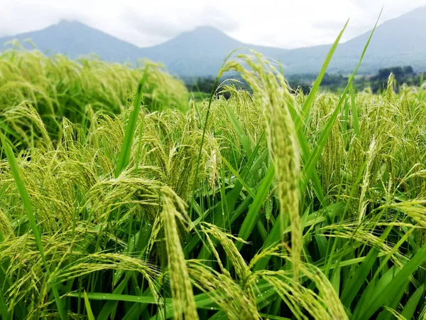 Reisterrasse Auf Bali Indonesien Einem Sonnigen Tag — Stockfoto