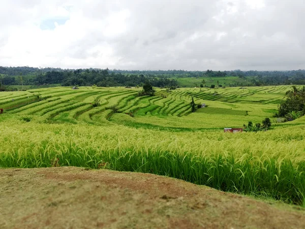 Reisterrasse Auf Bali Indonesien Einem Sonnigen Tag — Stockfoto