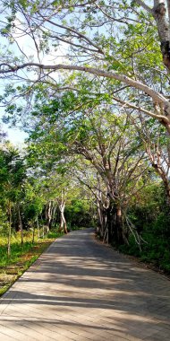Küçük yolun yanında yaşlı ağaçlar büyüyor.