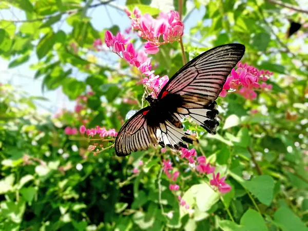 Beaucoup Sortes Papillons Parc Des Papillons Dans Régence Gianyar Bali — Photo