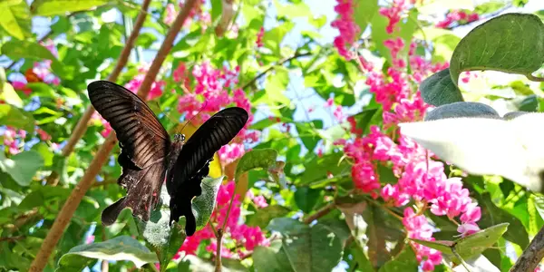 Много Видов Бабочек Парке Бабочек Регентстве Гяньяр Бали — стоковое фото