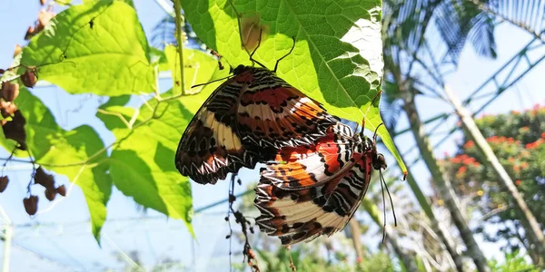 Много Видов Бабочек Парке Бабочек Регентстве Гяньяр Бали — стоковое фото