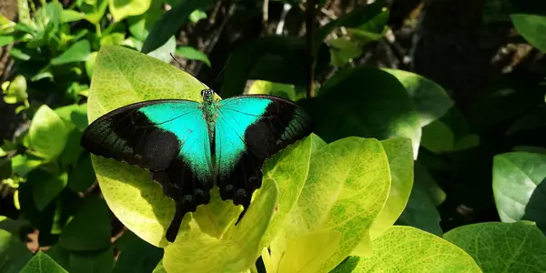 Beaucoup Sortes Papillons Parc Des Papillons Dans Régence Gianyar Bali — Photo