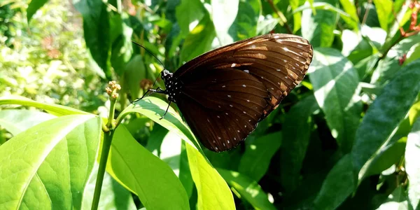 Many Kinds Butterflies Butterfly Park Gianyar Regency Bali — Stock Photo, Image