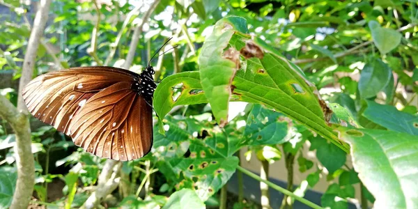 巴厘岛吉亚尔县蝴蝶公园里的蝴蝶种类繁多 — 图库照片