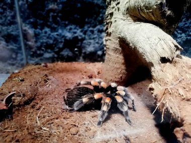 Tarantula örümceği çiftlikte siyah ve kahverengi renkli