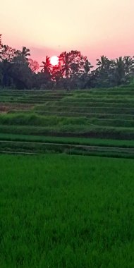 Çeltik tarlalarının etrafında güzel bir gün batımı