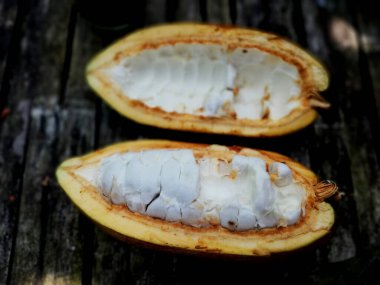 Kakao meyvesi yakın planda, masaya yerleştirilmiş.