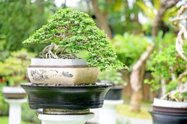Bahçedeki Bonsai Ağacı 'na yakın yerde.