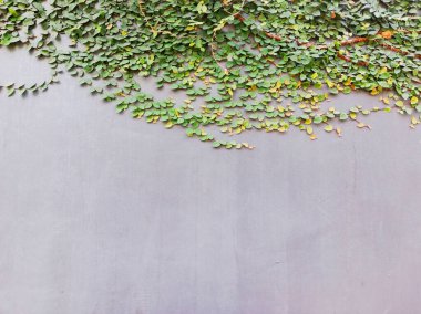 Gri duvar arka planı. Bazı yeşil bitkilerle.