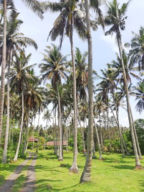 Mavi gökyüzü ve güzel havası olan hindistan cevizi palmiyesi