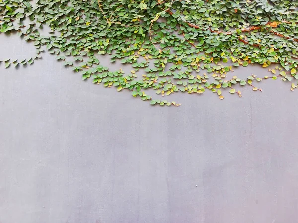 Gri duvar arka planı. Bazı yeşil bitkilerle.