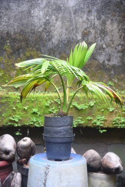 Hindistan cevizi Bonsai taze yetişir ve evin bahçesine ve teraslarına yerleştirilir.