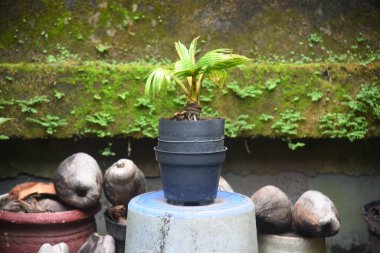 Hindistan cevizi Bonsai taze yetişir ve evin bahçesine ve teraslarına yerleştirilir.