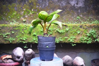 Hindistan cevizi Bonsai taze yetişir ve evin bahçesine ve teraslarına yerleştirilir.