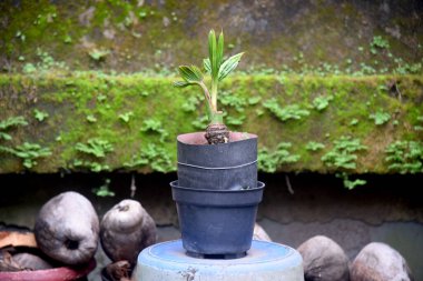 Hindistan cevizi Bonsai taze yetişir ve evin bahçesine ve teraslarına yerleştirilir.