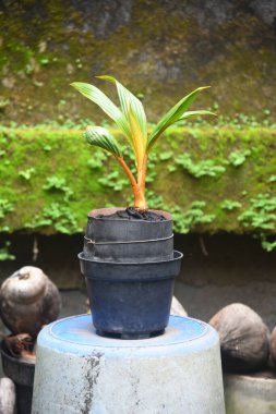 Hindistan cevizi Bonsai taze yetişir ve evin bahçesine ve teraslarına yerleştirilir.