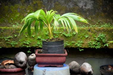 Hindistan cevizi Bonsai taze yetişir ve evin bahçesine ve teraslarına yerleştirilir.