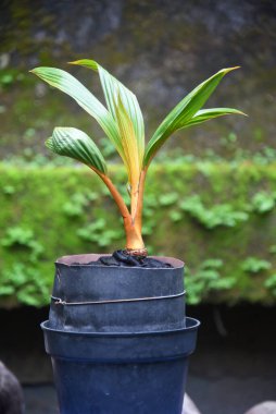 Hindistan cevizi Bonsai taze yetişir ve evin bahçesine ve teraslarına yerleştirilir.