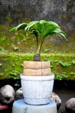 Hindistan cevizi Bonsai taze yetişir ve evin bahçesine ve teraslarına yerleştirilir.