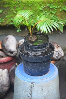 Hindistan cevizi Bonsai taze yetişir ve evin bahçesine ve teraslarına yerleştirilir.