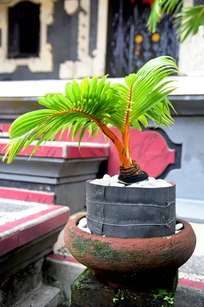 Hindistan cevizi Bonsai taze yetişir ve evin bahçesine ve teraslarına yerleştirilir.