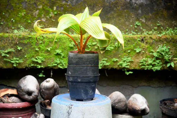 stock image Coconut Bonsai growth fresh and placed at the house garden and house terraces