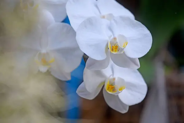 Güzel orkide çiçeği taze yetişir, gündüz vakti.