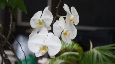 Güzel orkide çiçeği taze yetişir, gündüz vakti.
