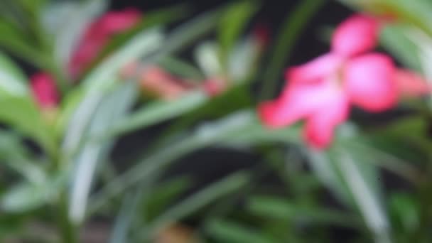 Fleur Adénium Rouge Croissance Fraîche Jardin Changement Point Mire — Video