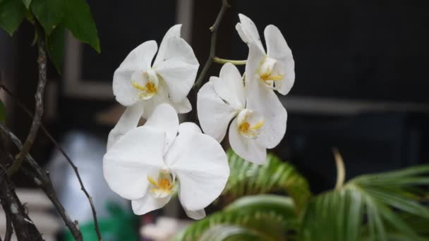 Bella Crescita Fiori Orchidea Fresca Durante Giorno — Video Stock