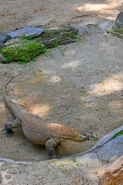 Hayvanat bahçesi parkında Komodo Dragon 'a yaklaş. 