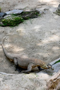 Hayvanat bahçesi parkında Komodo Dragon 'a yaklaş. 