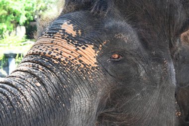 Hayvanat bahçesi parkındaki Sumatra Fil 'e yaklaş.
