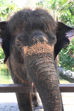 Hayvanat bahçesi parkındaki Sumatra Fil 'e yaklaş.