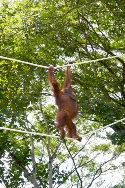 Hayvanat bahçesi parkında Orang Utan 'a yaklaş.