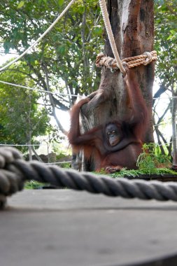 Hayvanat bahçesi parkında Orang Utan 'a yaklaş.