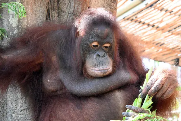 Hayvanat bahçesi parkında Orang Utan 'a yaklaş.