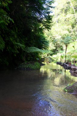 Goa Raja Şelalesi, Bali 'nin Bangli krallığında, güzel yeşil doğa manzarası ile