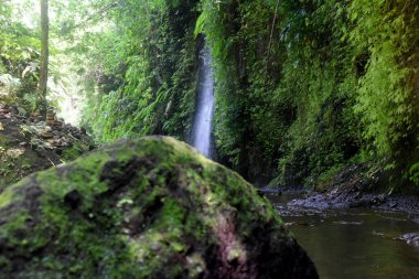 Tukad Cepung Şelalesi, Bali 'nin Bangli naipliğinde, güzel yeşil doğa manzaralı.