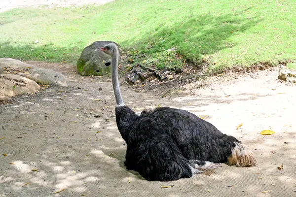 Bali Hayvanat Bahçesi Parkı 'nda, Gianyar Krallığı' nda.