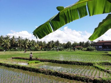 Bali, Endonezya-Nisan 2024: Bali Endonezya 'daki pirinç tarlası, gün içinde, güzel yeşil arazi 